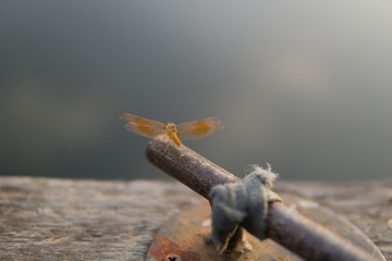 Amazing Flame Skimmer Orange Dragonfly Macro Photography. Beautiful Golden wing skimmer or darter or meadowhawks of the Libellulidae family.