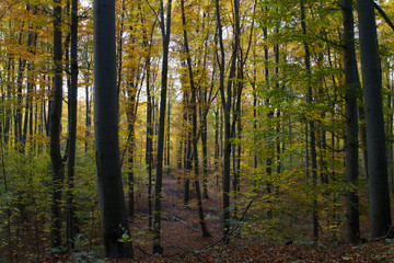 Herbst, Wald, Naherholung, Natur im Wandel