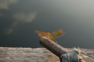 Amazing Flame Skimmer Orange Dragonfly Macro Photography. Beautiful Golden wing skimmer or darter...