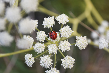 Ladybird sitting on white flower. Ccoccinellidae. Beauty in nature