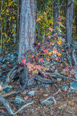 Autumn colorful leaves