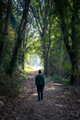 Naklejka na ściany i meble lonely man walking on an enchanted forest