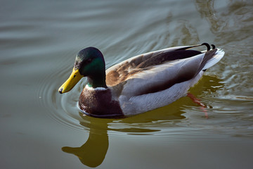 drake floating on a pond in Poland.