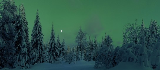 Christmas winter landscape,snowy trees, fresh powder snow, moon on evening sky, mountain forest, bent trees. Scenic panoramic image.Bukova Hora,Czech Republic. .