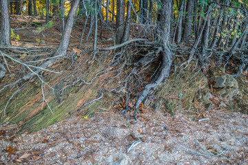 Trees roots exposed on rocky shoreline
