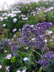 Flores de lavanda a la luz del sol en un enfoque suave, colores pastel y desenfoque de fondo.