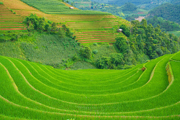 Beautiful terraced rice paddy field and mountain landscape in Mu Cang Chai and SAPA VIETNAM Sunlight and flare background concept.
