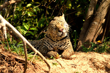 Jaguar in Pantanal