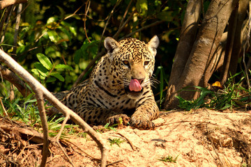 Jaguar in Pantanal