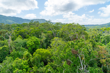 The Australian rainforest in the north of Australia near Cairns with green mountains and blue skies...