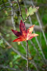red tree leaves in the nature in autumn season, autumn colors