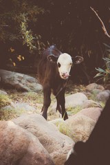 cow in mountains