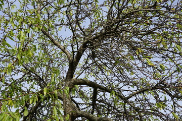 Astlandschaft eines Mandelbaums im Herbst