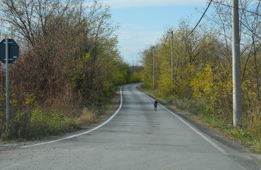 Fototapeta premium one black dog on the way