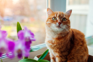 Ginger cat sitting in carton box on window sill at home. Pet relaxing by plants