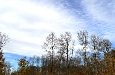autumn landscape in the village