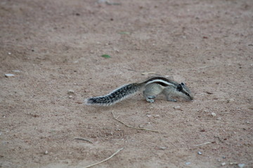 squirrel in search of food