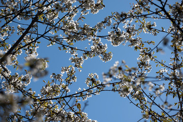 branch of a tree in spring, sweden
