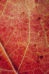 Obraz premium red tree leaf textured with autumn colors, autumn season