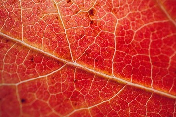 red tree leaf textured with autumn colors, autumn season