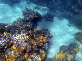 Volcanic Outcrop Underwater
