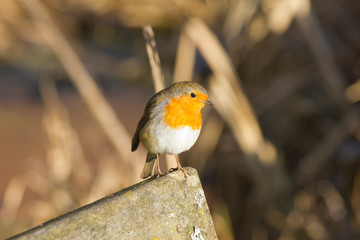 A European Robin resting on the corner of a wooden bench in the sunshine
