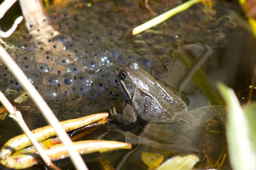 A common frog watching over newly laid frogspawn in a garden pond