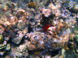 Fototapeta na wymiar Coral Outcrop 03