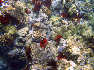 Seafloor View 02