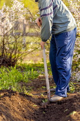 A young man in a country plot digs the ground to plant a tomato.