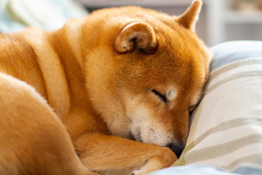 Pet Dog Sleeping Comfortably And Curled Up On The Bed