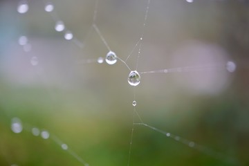 rain drops on the spider web in the nature in autumn season