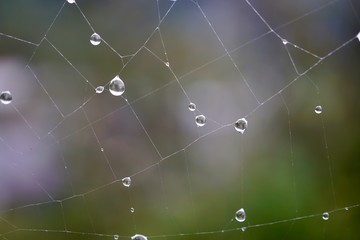 rain drops on the spider web in the nature in autumn season