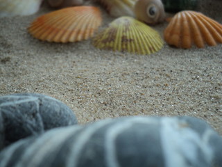 sand on the background of sea shells