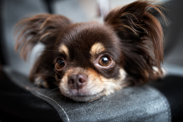 funny chihuahua dog portrait indoors, head close up