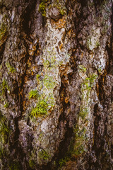 Tree Bark