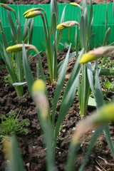 Obraz premium plant in the garden