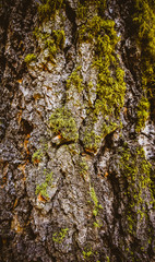 Mossy Tree Bark