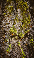 Mossy Tree Bark