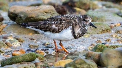 Ruddy Turnstone Standing at La Caleta Beach Cadiz Andalusia