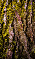 mossy bark of a tree