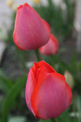 red tulip in the garden