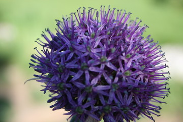 flower of thistle