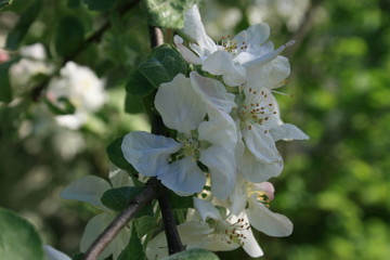 blooming apple tree in spring