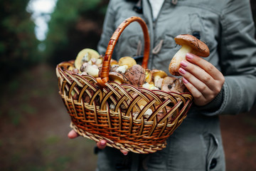 Woman holds basket of oily mushrooms in autumn forest. Picking up fresh organic Slippery Jack...