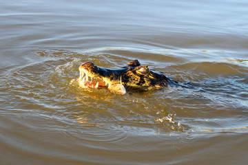 Jacare Caiman in Pantanal, Matogrosso, Brazil