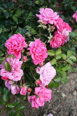 Fototapeta premium pink flowers in the garden