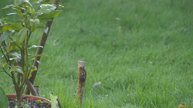 Jardin automnal
