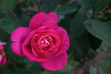 pink rose in garden