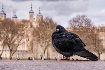 Pigeon at Tower of London